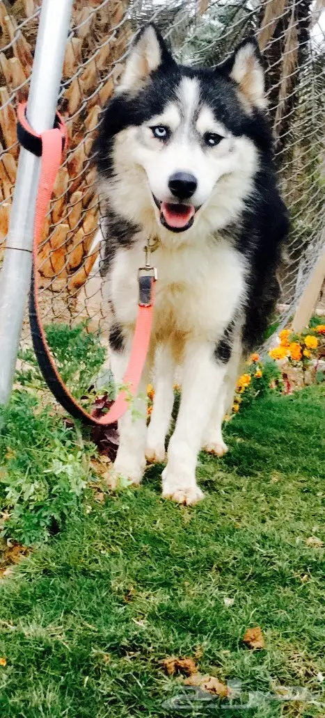 للبيع هاسكي الاسكا 