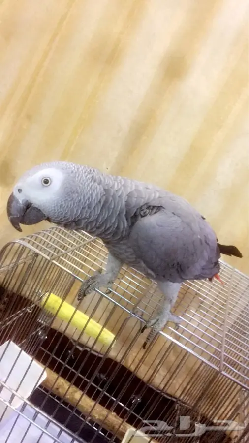 كاسكو للبيع