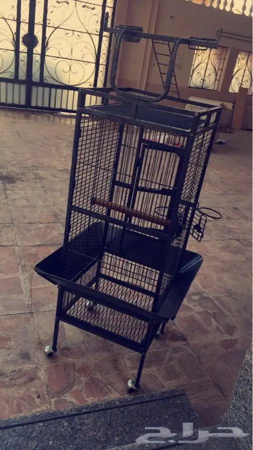 شبك كبير ببغاء للبيع (image 2)