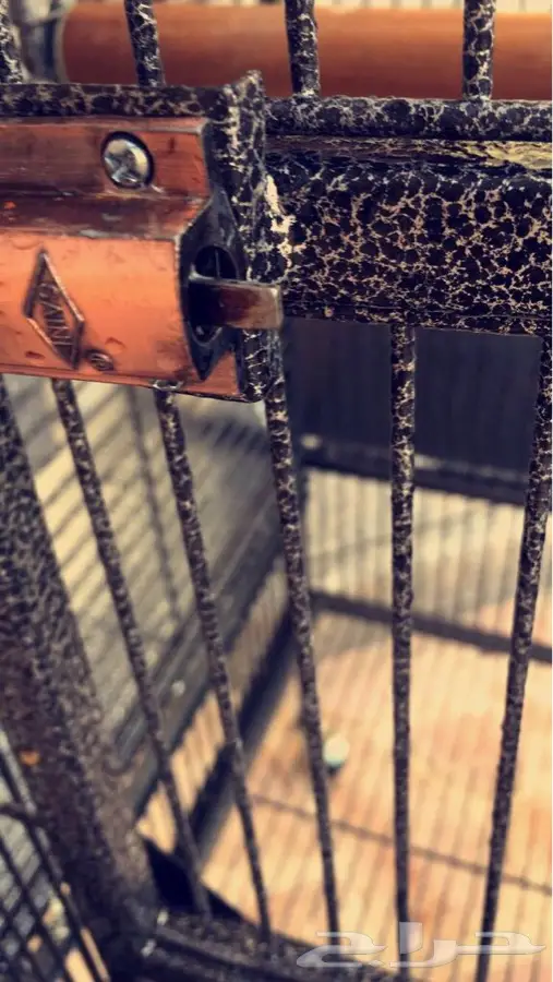 شبك كبير ببغاء للبيع (image 3)