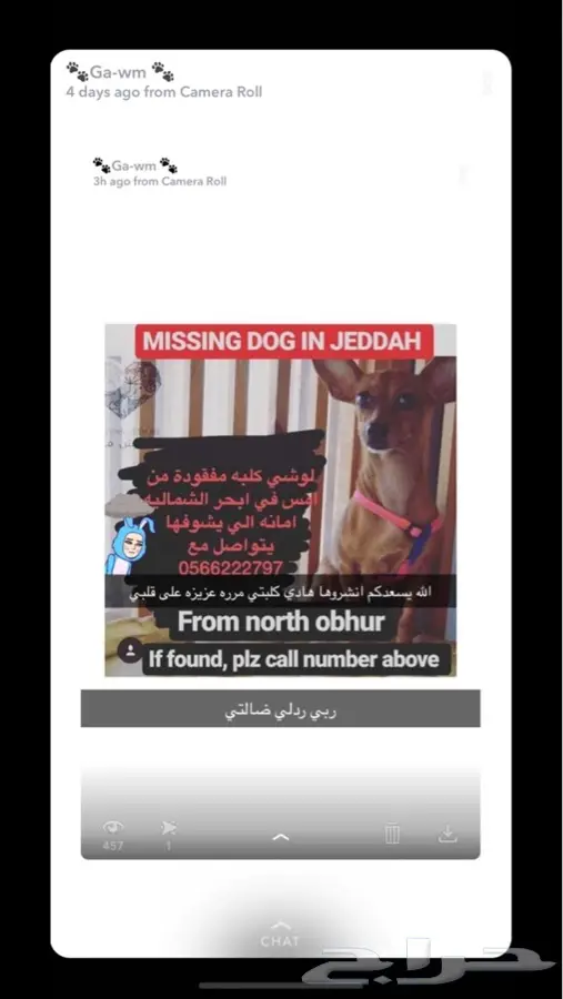 كلب مفقود