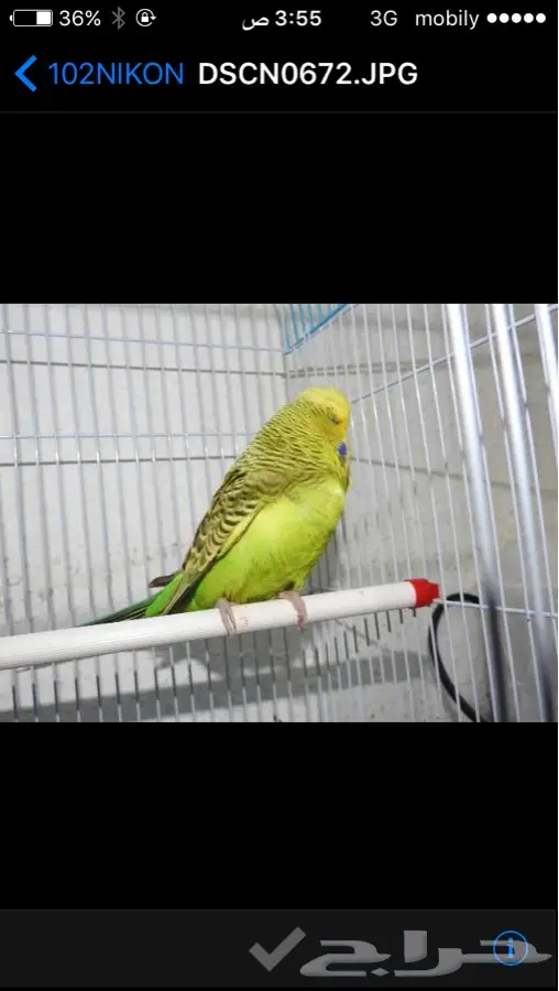 عصفير إنجليزي (image 9)