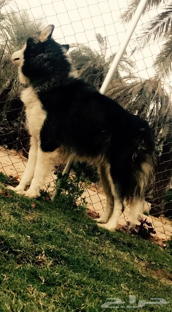 للبيع هاسكي الاسكا  (image 2)