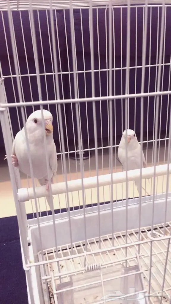 جوز باجي البينو للبيع او لا البدل