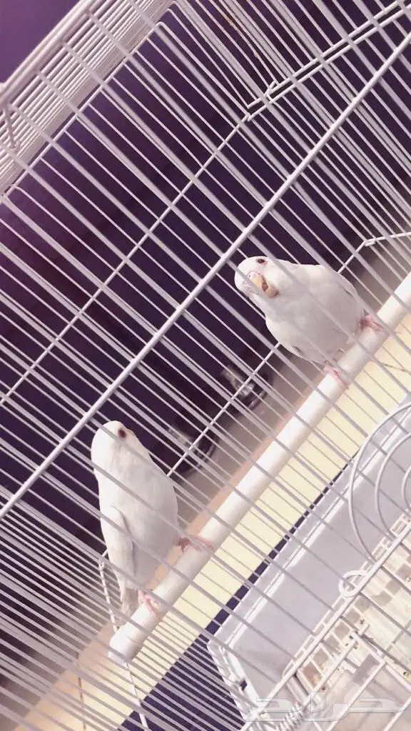 جوز باجي البينو للبيع او لا البدل (image 2)