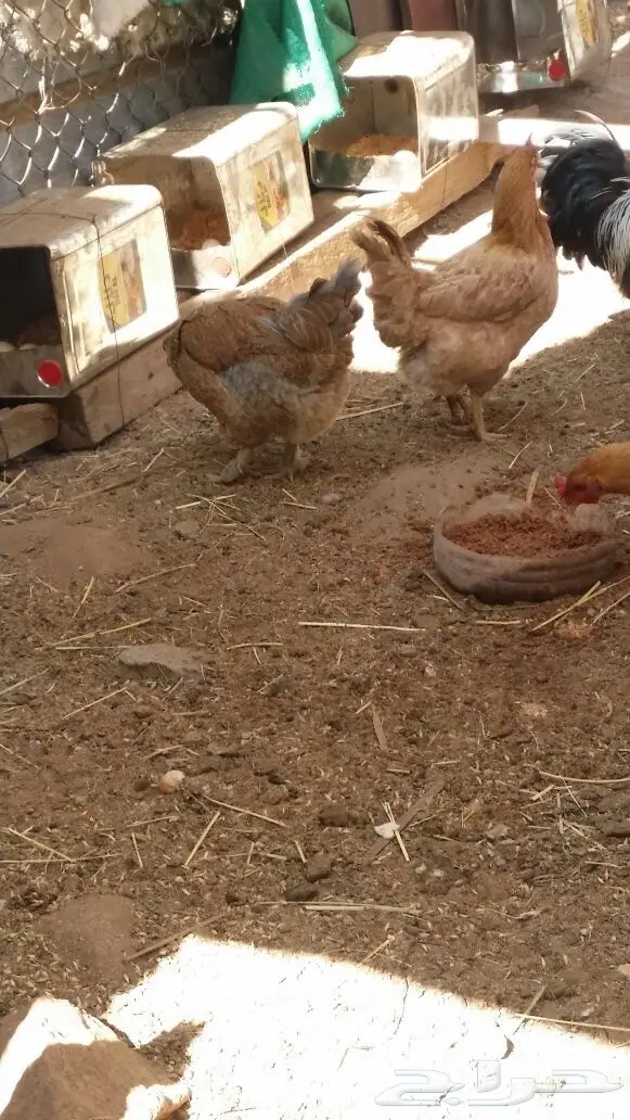 دجاج مهجن براهما