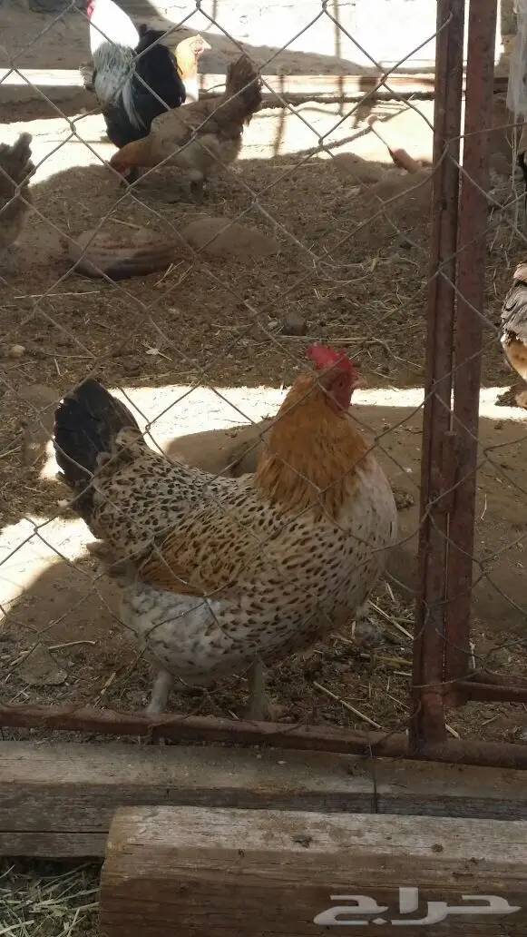 دجاج براهما مهجن - فرصة لا تُفوّت! (image 6)