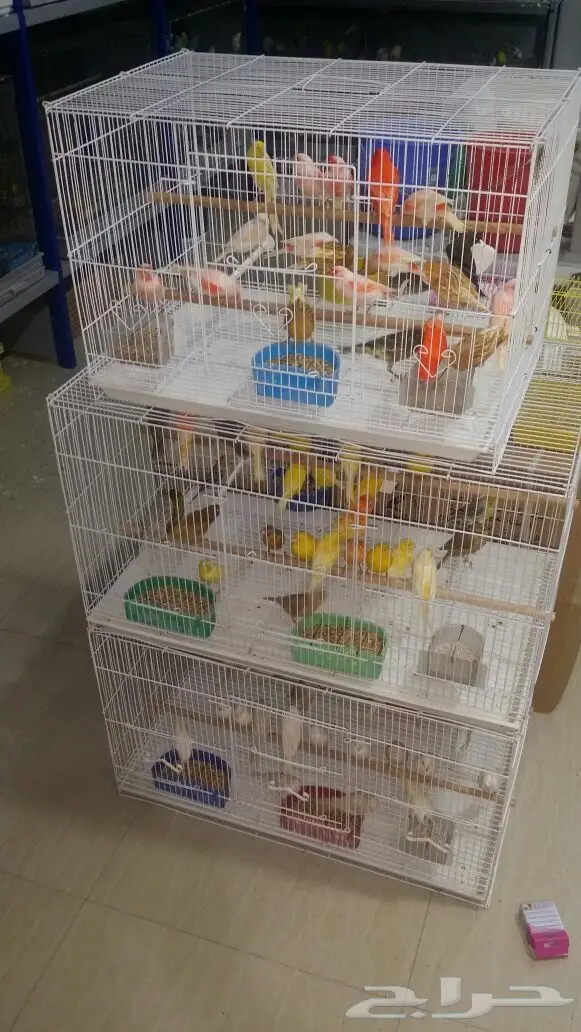 للبيع طيور بالدمام