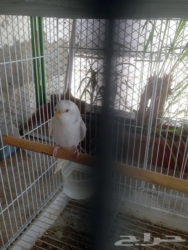 طيور بادجي للبيع مع قفص601 (image 2)