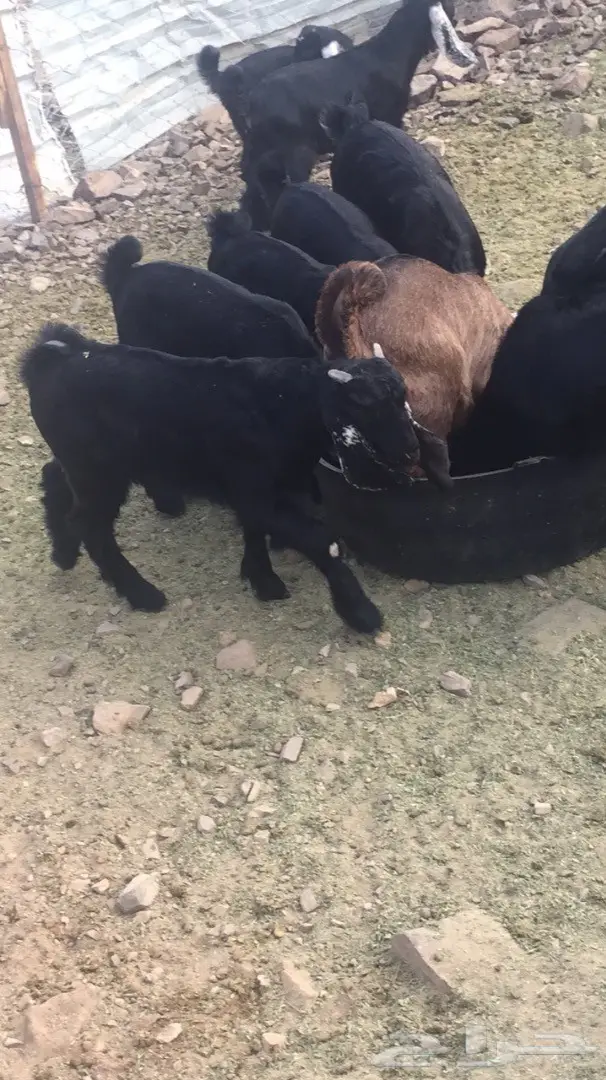 للبيع بهم نظيف وعلى الشرط (image 1)