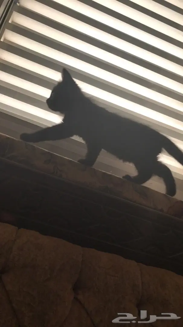 قطه شيرازيه بصغارها (image 4)