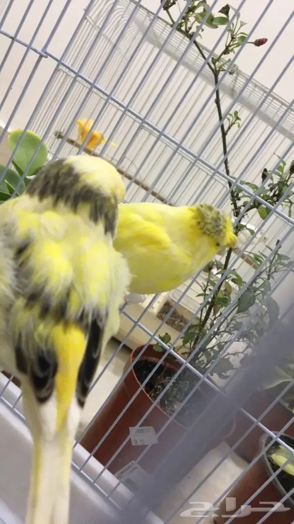 جوز جولستر روعه (image 1)