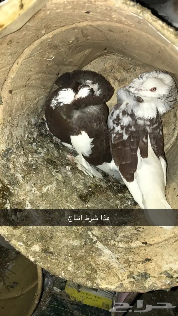 حمام بلجيكي جمله وتفريد  (image 1)