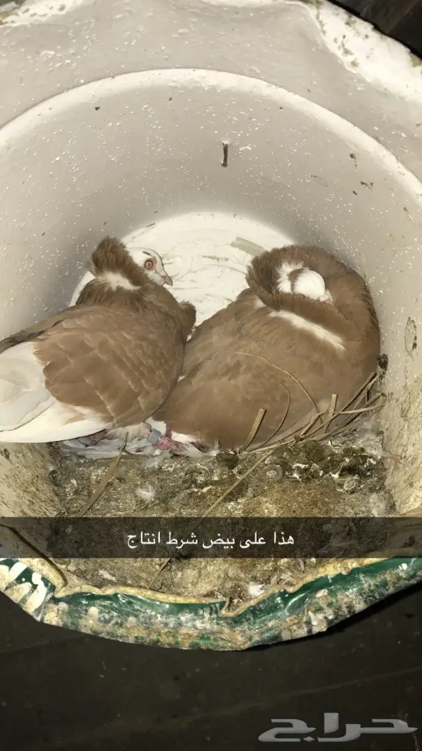 حمام بلجيكي جمله وتفريد  (image 2)