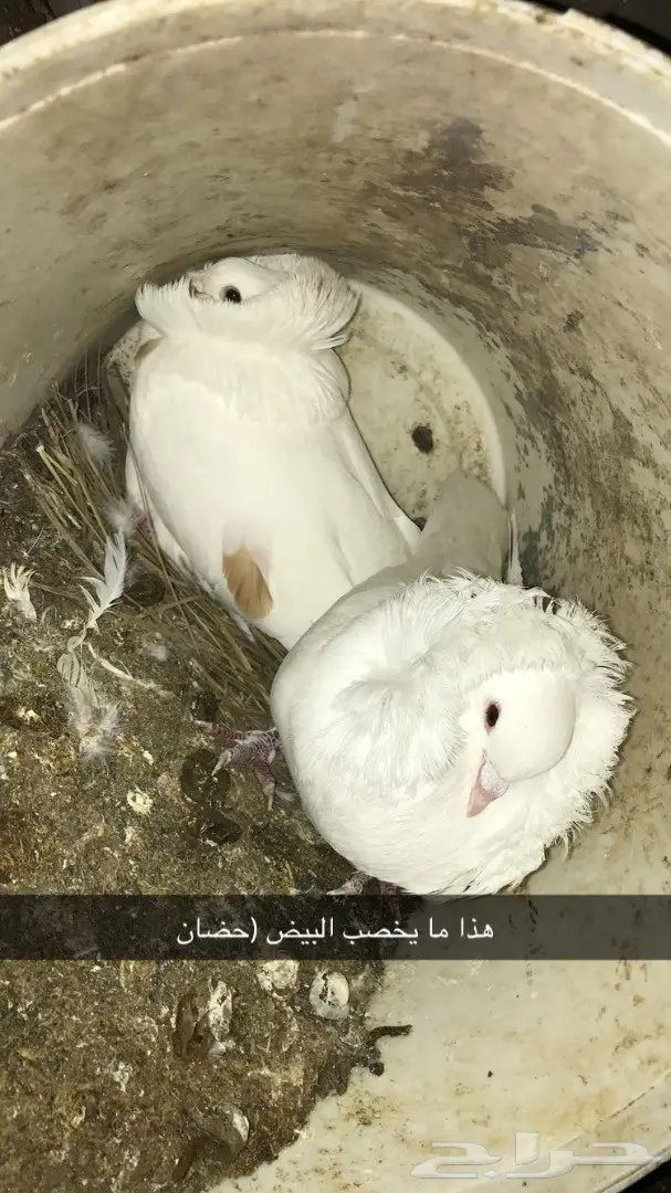 حمام بلجيكي جمله وتفريد  (image 4)