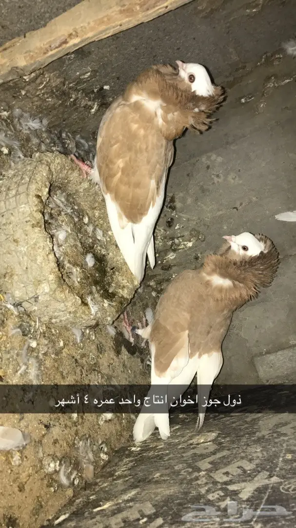 حمام بلجيكي جمله وتفريد  (image 5)