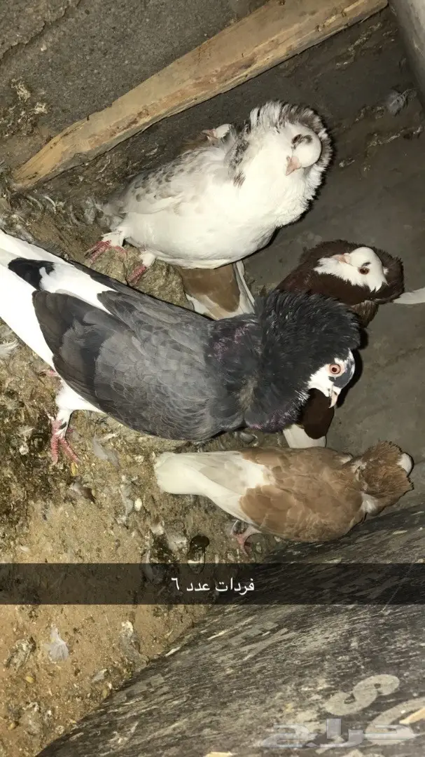 حمام بلجيكي جمله وتفريد  (image 7)