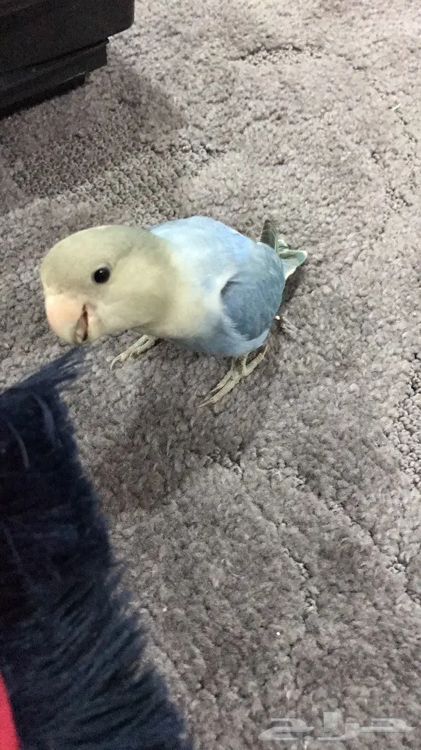 للبيع روز هدد (image 3)