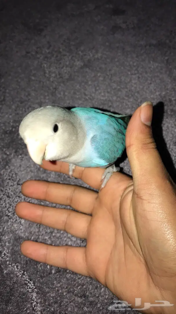 روز اليف هدد