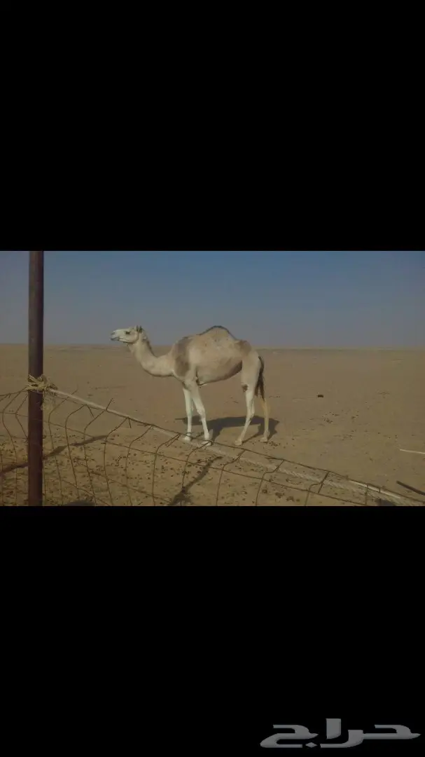 بكره هجن انتاج طيبه واصيل