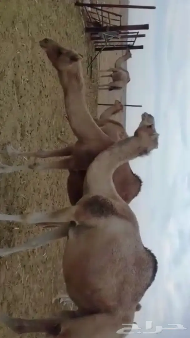 بكره هجن انتاج طيبه واصيل (image 1)