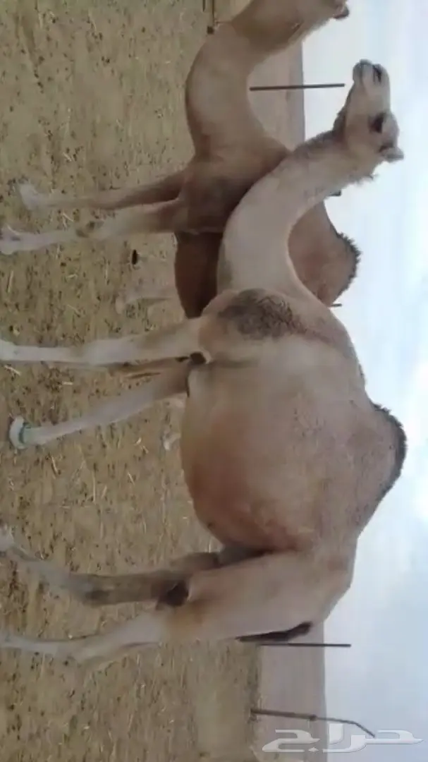 بكره هجن انتاج طيبه واصيل (image 2)