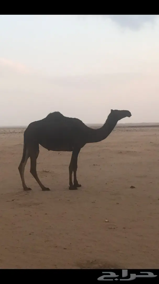 للبيع ضريبة مجهم كفوو 