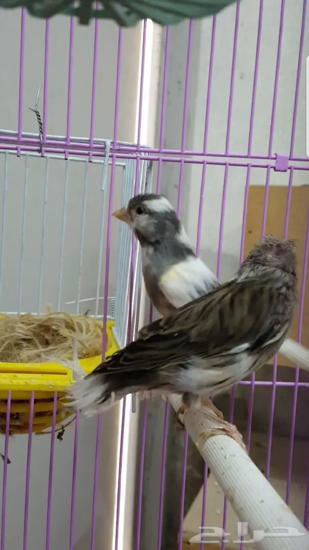 زوج كناري سوري مبيض