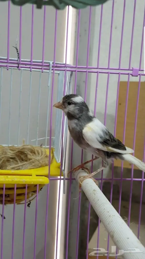 زوج كناري سوري مبيض (image 1)