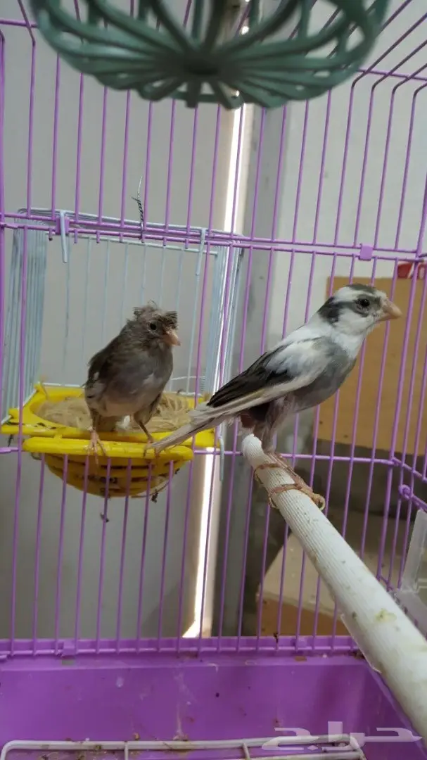 زوج كناري سوري مبيض (image 3)