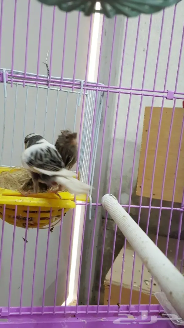زوج كناري سوري مبيض (image 5)
