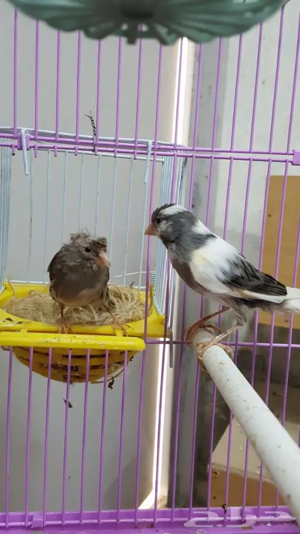 زوج كناري سوري مبيض (image 6)