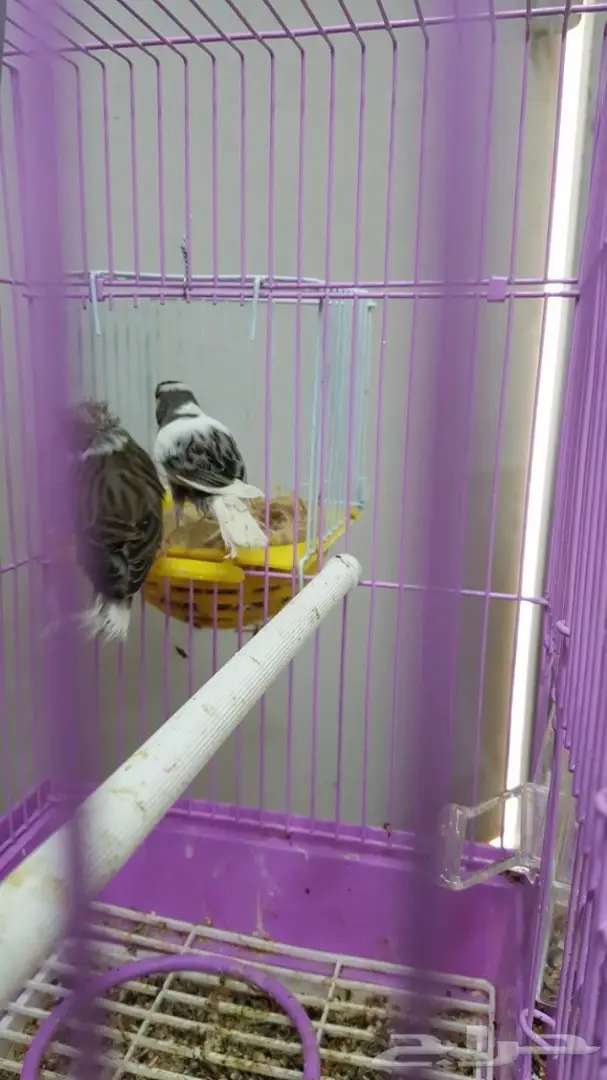 زوج كناري سوري مبيض (image 8)