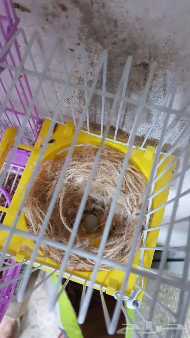 زوج كناري سوري مبيض (image 9)