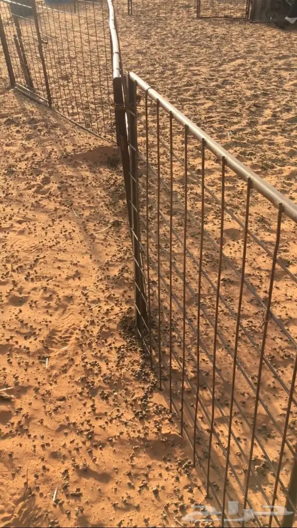 اشبوك غنم للبيع