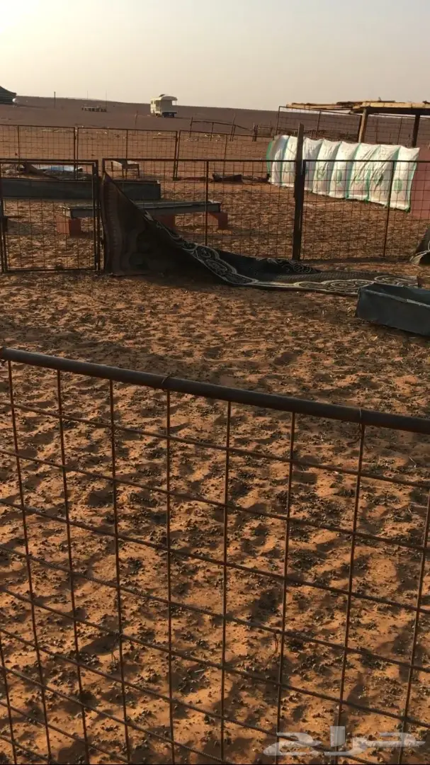 اشبوك غنم للبيع (image 1)