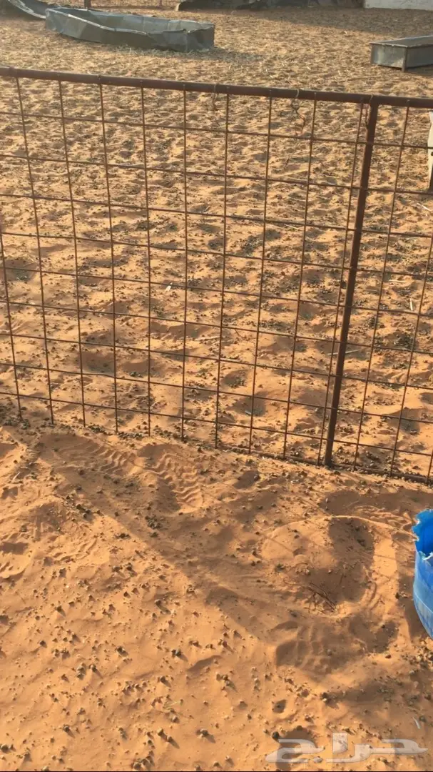 اشبوك غنم للبيع (image 2)