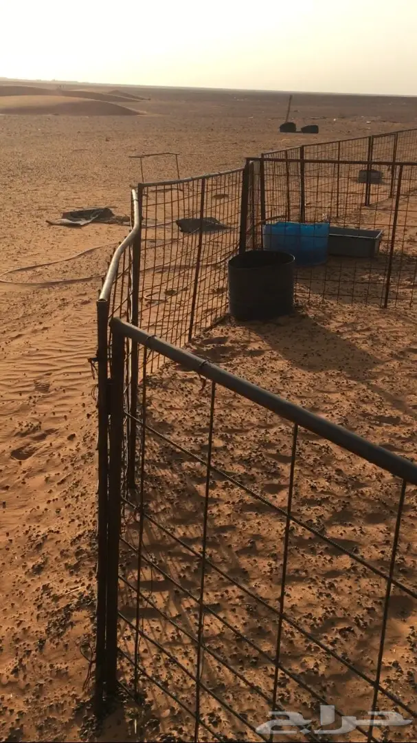 اشبوك غنم للبيع (image 3)