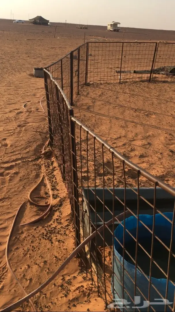 اشبوك غنم للبيع (image 4)