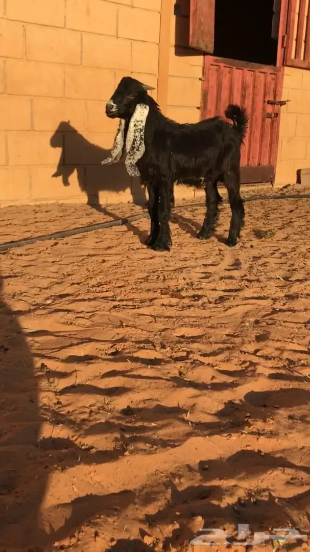 تيس مشروك عارضي طيب