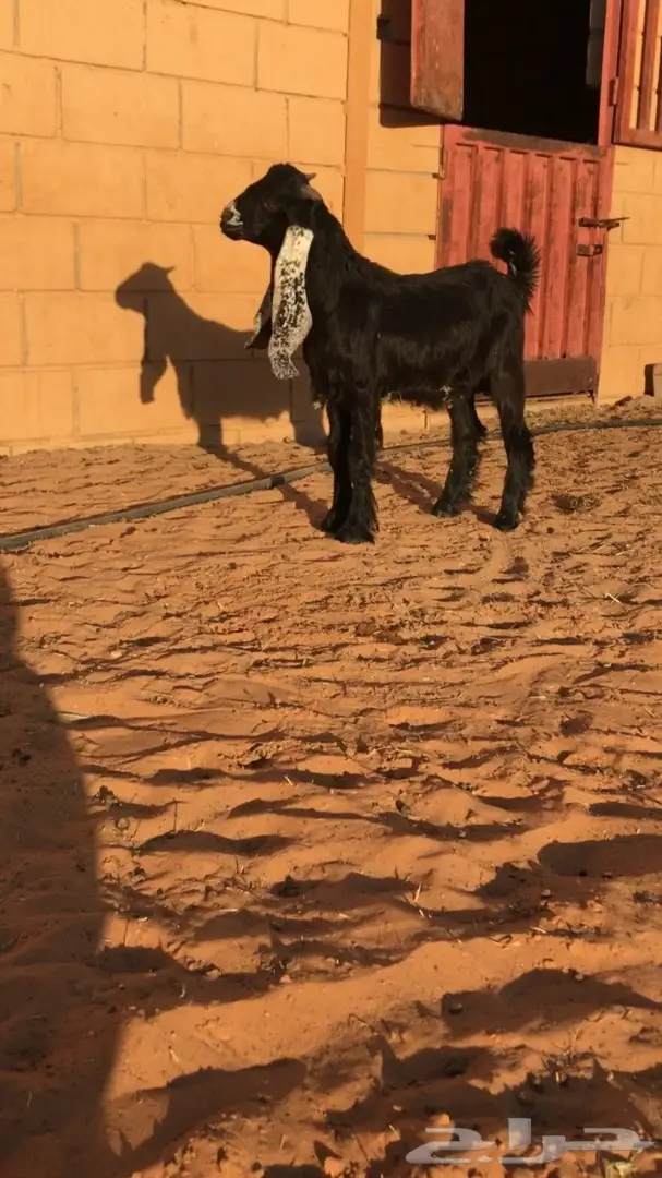 تيس مشروك عارضي طيب (image 1)