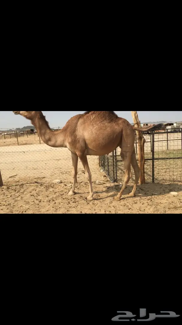 بكره ثنيه حمراء لقحه طول وجرم طيب (image 5)