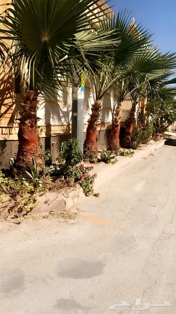 نخل واشنطني