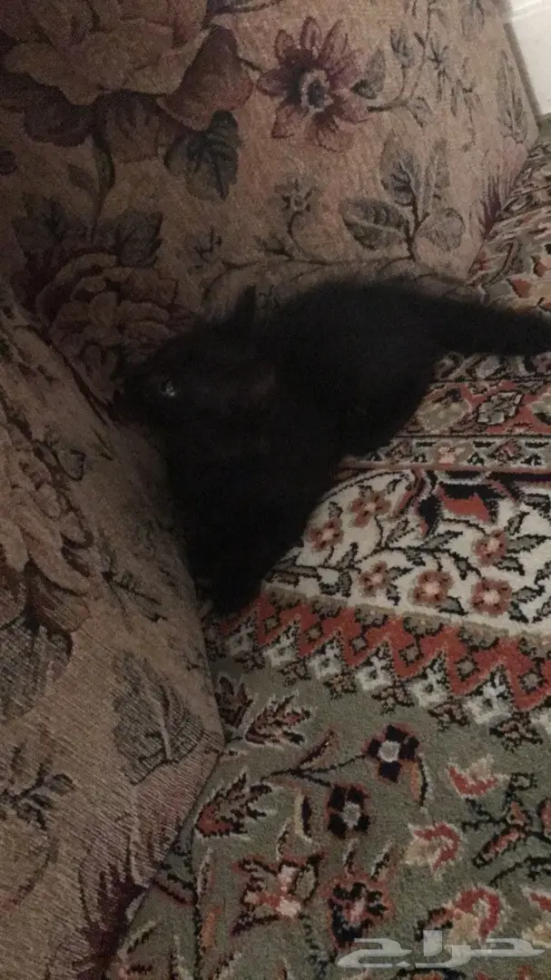 قطه شيرازيه بصغارها (image 2)