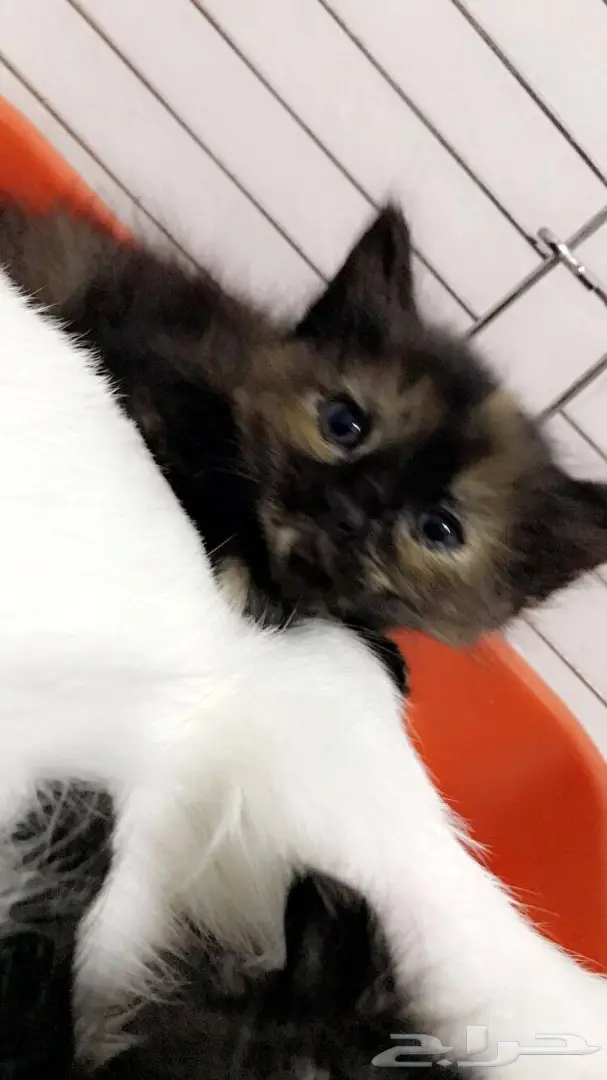 قطه شيرازيه بصغارها (image 5)