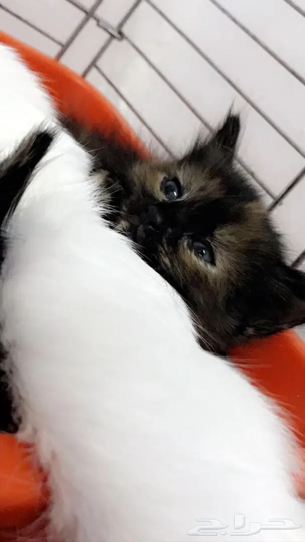 قطه شيرازيه بصغارها (image 6)