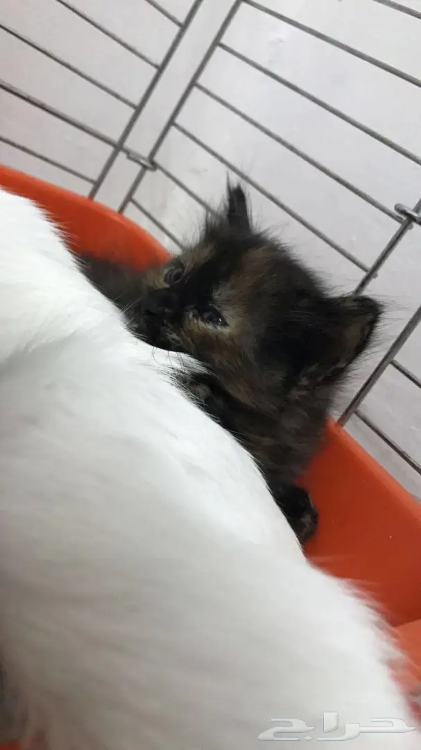 قطه شيرازيه بصغارها (image 7)