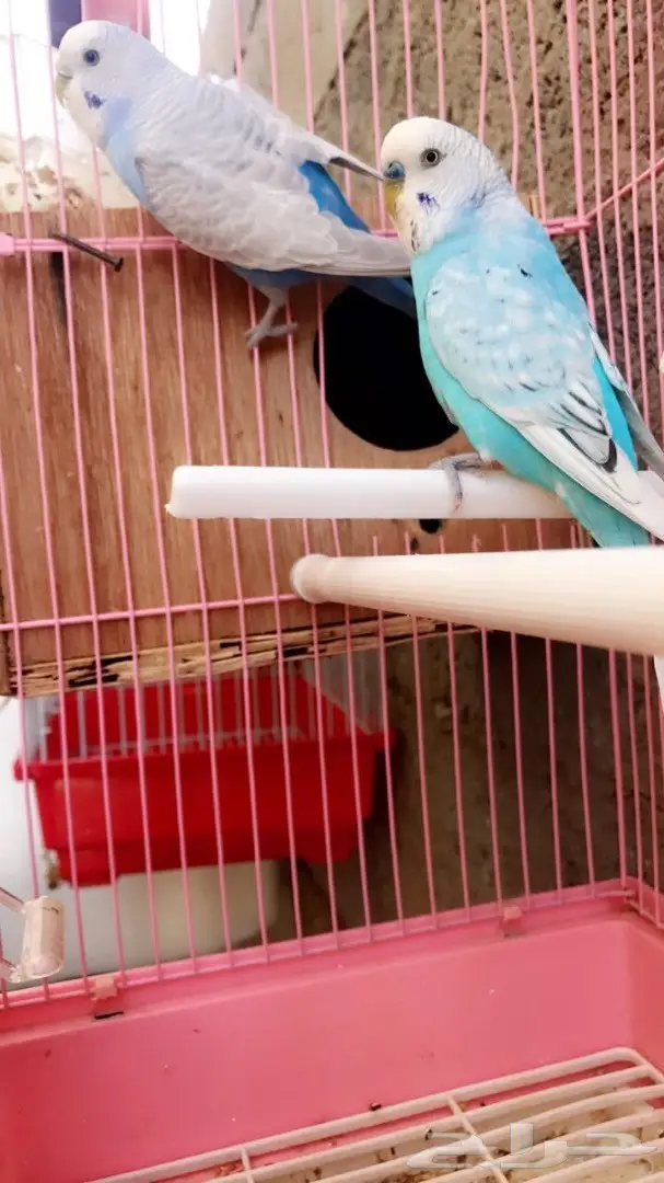 جوزين بادجي مميزه للبيع