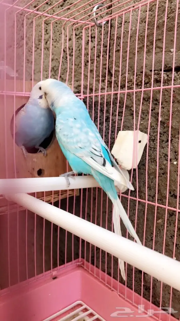 جوزين بادجي مميزه للبيع (image 1)