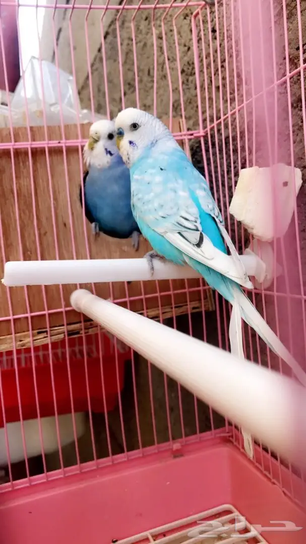 جوزين بادجي مميزه للبيع (image 2)